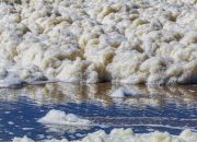 Busa Putih Cemari Laut Suramadu, DLH: Sumbernya dari Limbah Warga