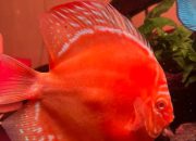 Mengapa Discus Mahal? Ternyata Ini Faktor Ilmiahnya—Bikin Kagum