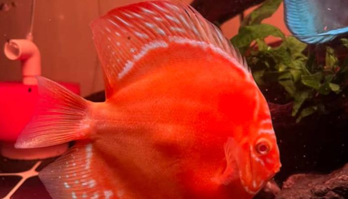 Mengapa Discus Mahal? Ternyata Ini Faktor Ilmiahnya—Bikin Kagum