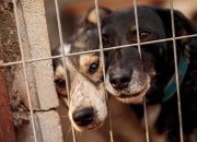 Operasi Rahasia Interpol Bongkar Sindikat Satwa Liar Bernilai Miliaran Dolar