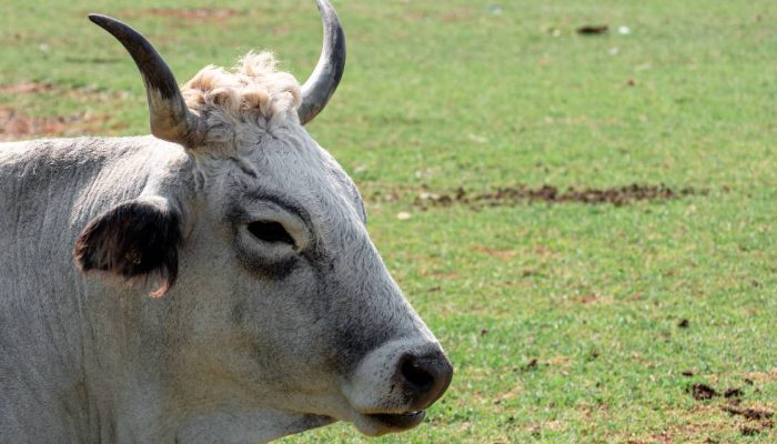 Lonjakan Produksi Brazil Redakan Ketatnya Pasokan Daging Sapi Dunia