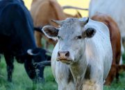 Kasus PMK di Jawa Timur Meningkat di Awal 2026, Pemprov Percepat Vaksinasi Ternak