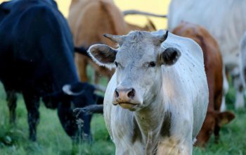 Kasus PMK di Jawa Timur Meningkat di Awal 2026, Pemprov Percepat Vaksinasi Ternak