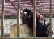 Kantor Kebun Binatang Surabaya Digeledah, Kejati Dalami Dugaan Penyimpangan Anggaran