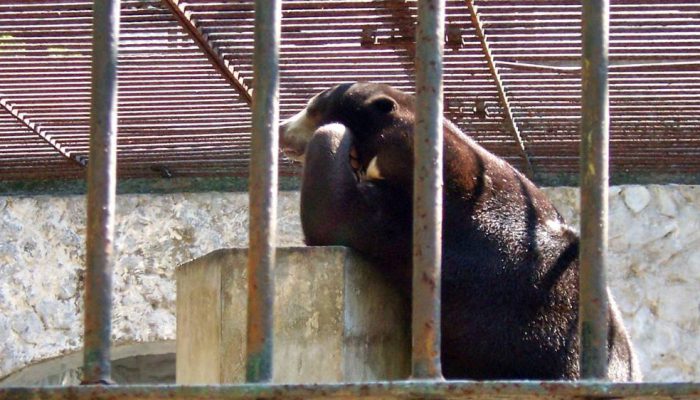 Kantor Kebun Binatang Surabaya Digeledah, Kejati Dalami Dugaan Penyimpangan Anggaran