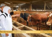 Gubernur Khofifah Pastikan SDM dan Infrastruktur Pemotongan Hewan Kurban Siap Maksimal