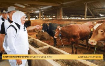 Gubernur Khofifah Pastikan SDM dan Infrastruktur Pemotongan Hewan Kurban Siap Maksimal