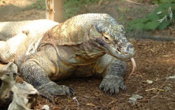 Kerja Sama Indonesia–Jepang, Komodo Dipinjamkan untuk Pengembangbiakan