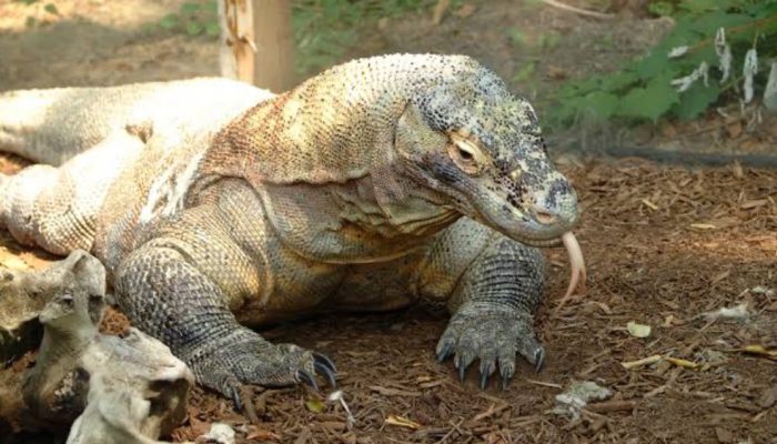 Kerja Sama Indonesia–Jepang, Komodo Dipinjamkan untuk Pengembangbiakan