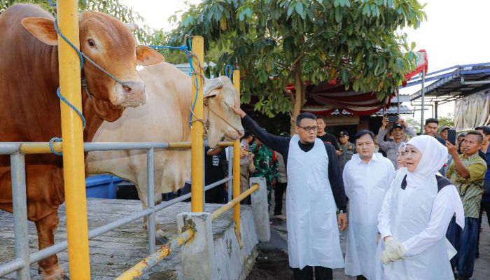 Gubernur Khofifah Tinjau Peternakan Mojokerto, Temukan Sapi Unggulan Nyaris 1 Ton