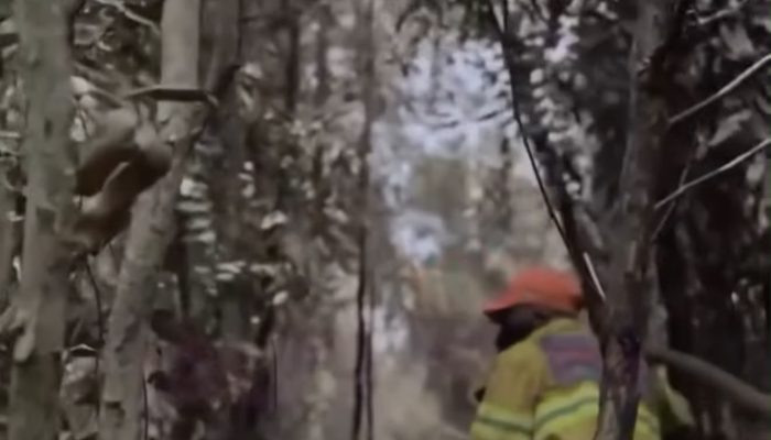 Dari Brasil ke Kalimantan, Kolonel Paulo Bawa Formula Khusus untuk Bantu Padamkan Karhutla